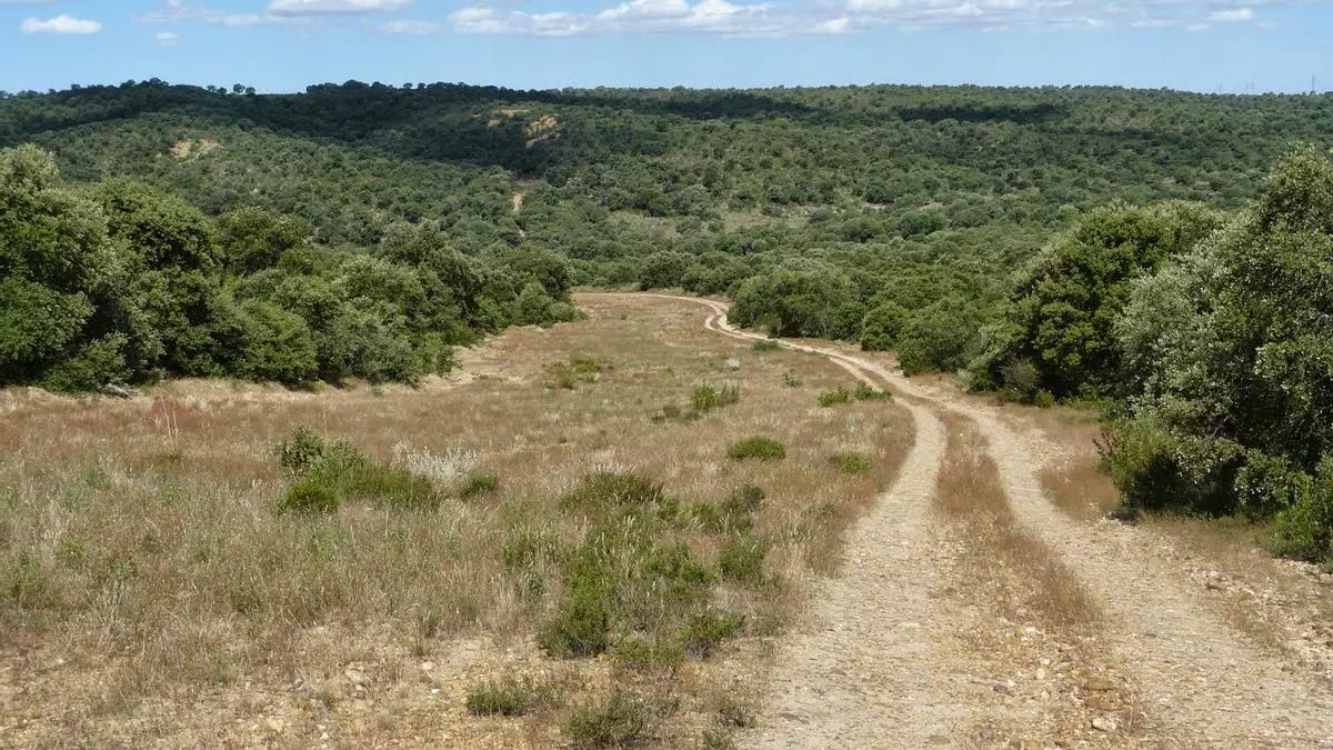 Castilla y León ganan en 40 años más de 145.000 hectáreas de bosque por el abandono rural