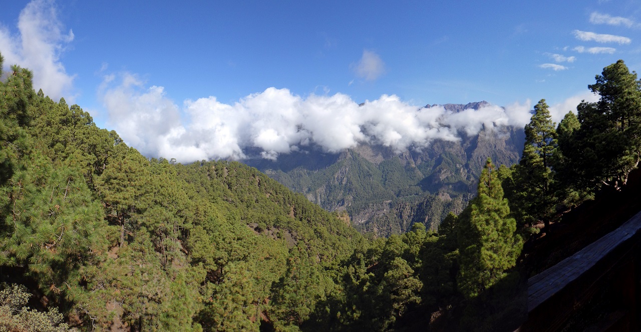 NP CANARIAS ACTIVA EL CÉNTIMO FORESTAL PARA CREAR UN FONDO ESPECÍFICO DE LUCHA CONTRA EL CAMBIO CLIMÁTICO