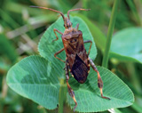 Leptoglossus occidentalis Heideman, 1910, Chinche americano