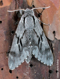 Sphinx maurorum (Jordan, 1931), Esfinge meridional del pino silvestre