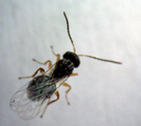 Dryocosmus kuriphilus Ysumatsu, Avispilla del castaño 