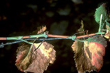 Xylella fastidiosa (Well y Raju), Bacteria fastidiosa